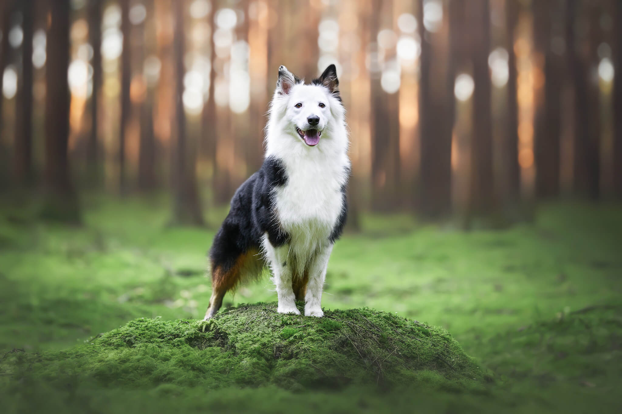 Hunde in der Natur