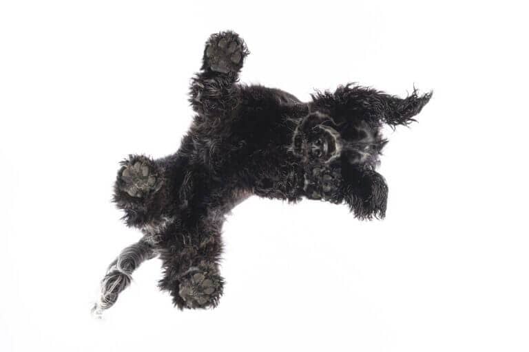 Schwarzer Hund mit lockigem Fell liegt auf einer Glasplatte und wird von unten fotografiert