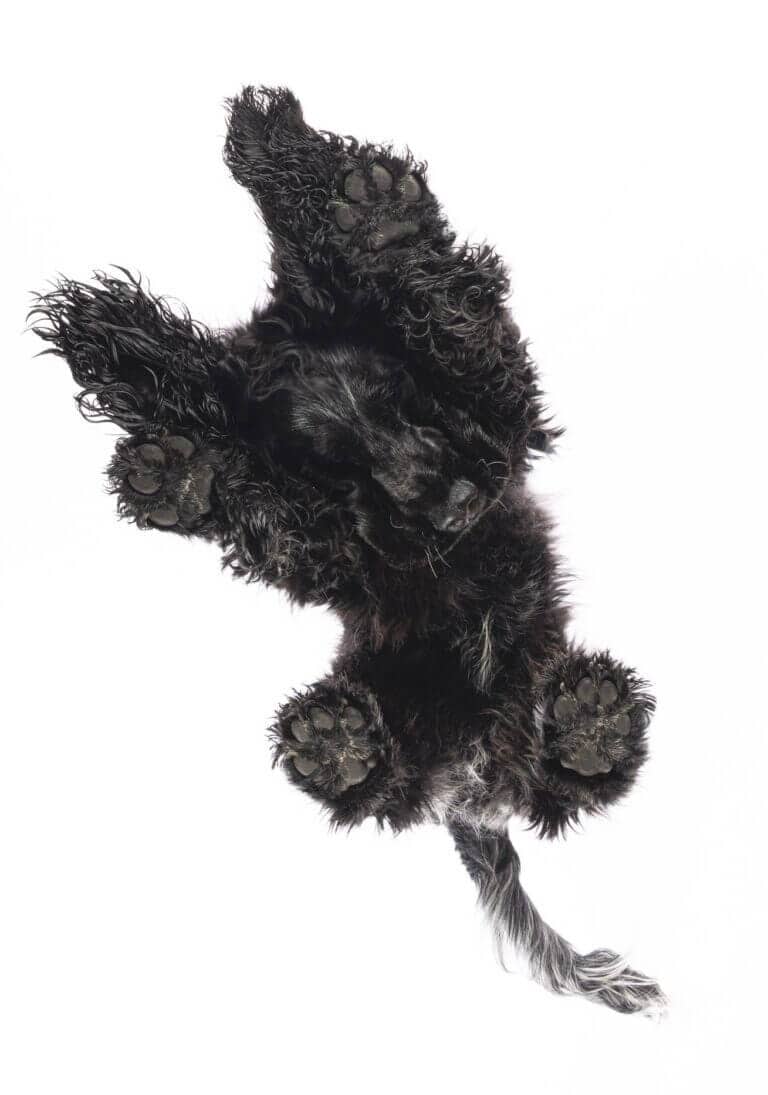 Schwarzer Hund mit lockigem Fell von unten durch eine Glasplatte fotografiert