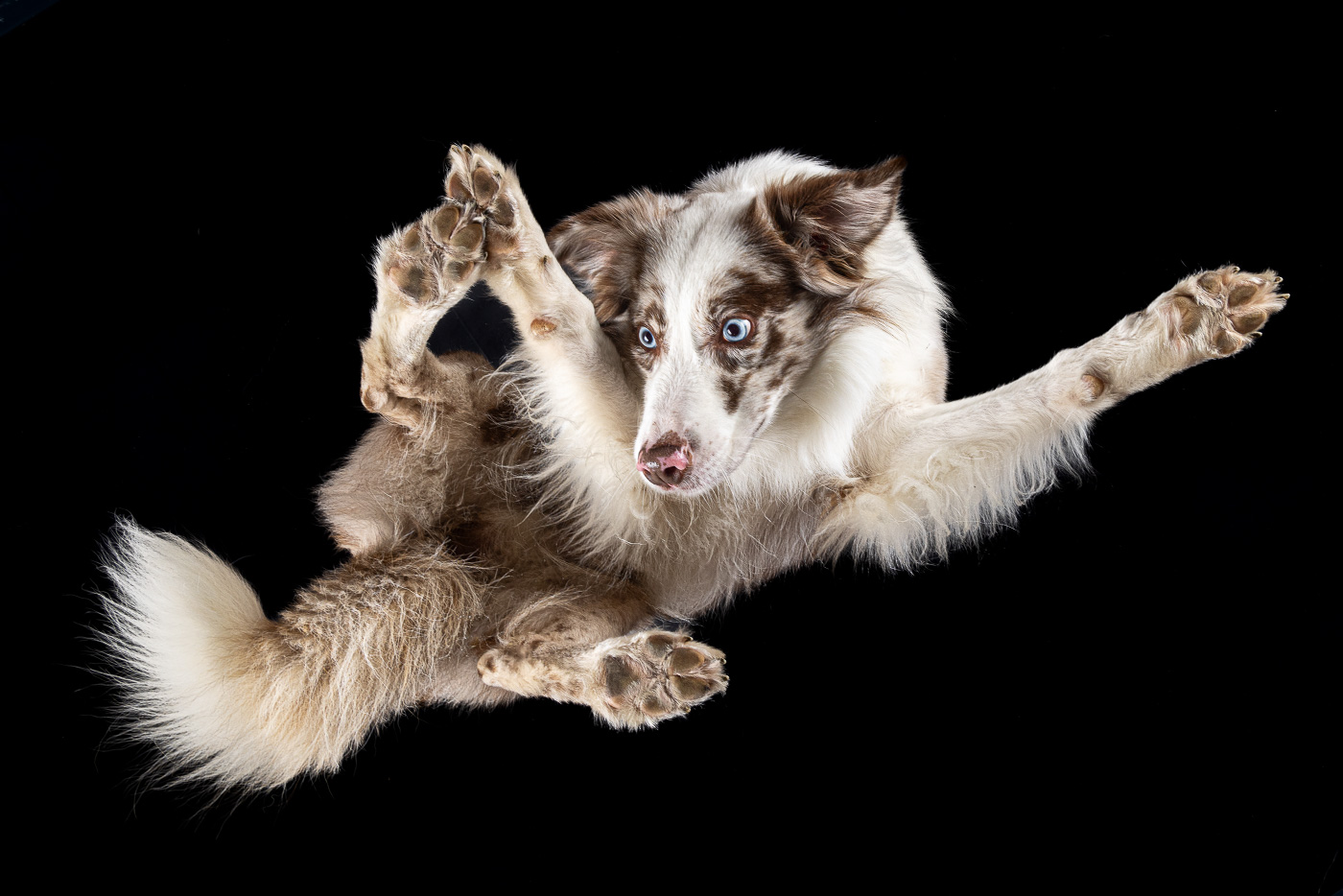 Bei diesem Under Dogs | Hunde von Hunden Fotoshooting, liegt ein Hund auf einer Glasplatte