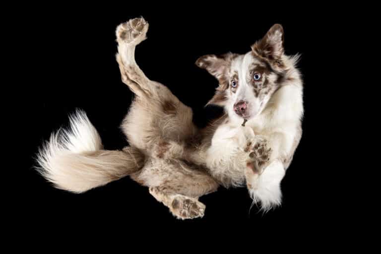 Hund mit Merle-Zeichnung liegt auf einer Glasplatte und wird von unten fotografiert