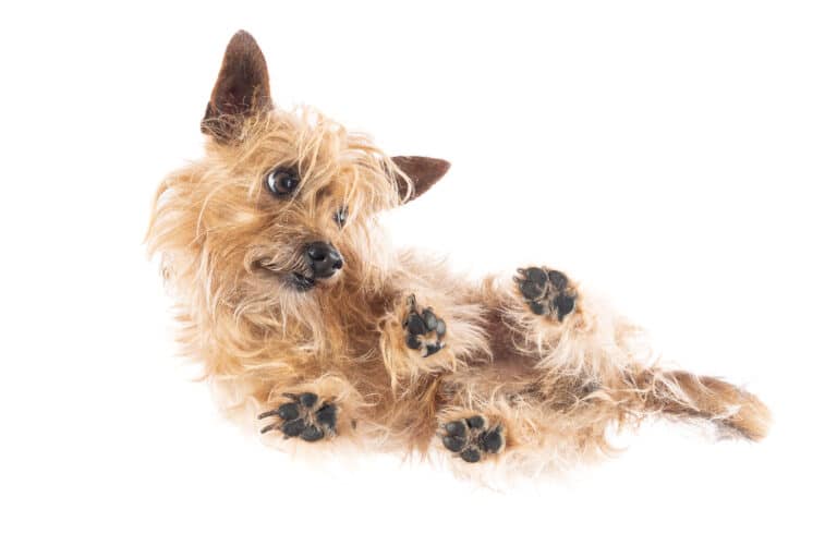 Kleiner heller Terrier liegt auf einer Glasplatte und wird von unten fotografiert