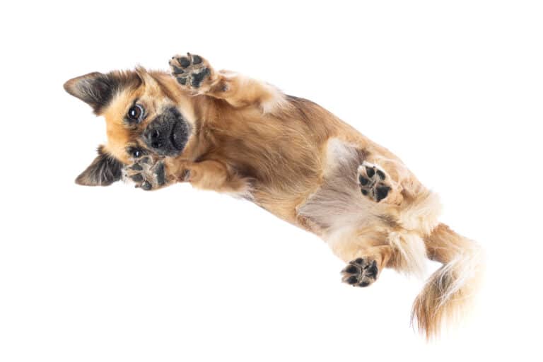 Langhaariger heller Hund liegt auf einer Glasplatte und wird von unten fotografiert
