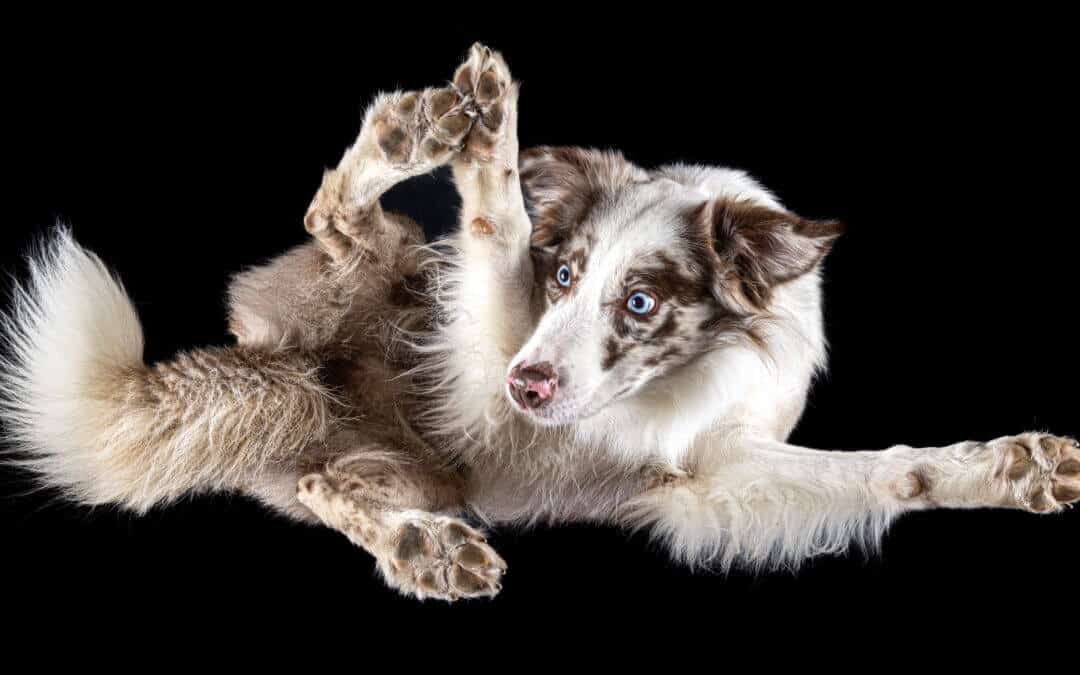 Hunde von unten Fotoshooting