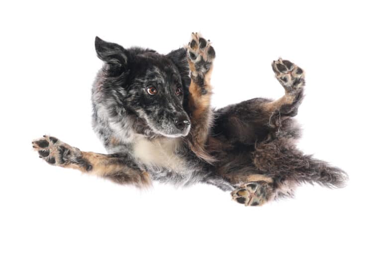 Schwarz-brauner Hund auf einer Glasplatte, von unten mit gespreizten Pfoten fotografiert