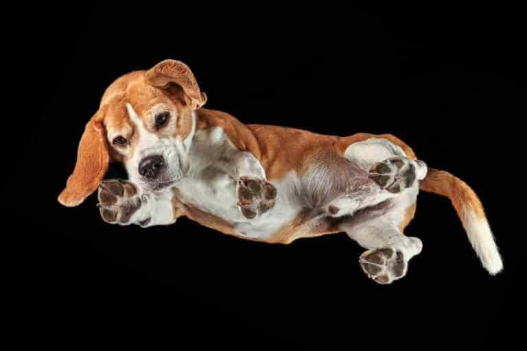 Beagle Johnny liegt auf einer Glasplatte und wird vor schwarzem Hintergrund von unten fotografiert