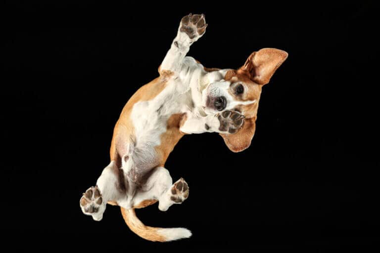 Beagle drückt Pfoten und Schnauze von unten gegen die Glasplatte, schwarzer Hintergrund