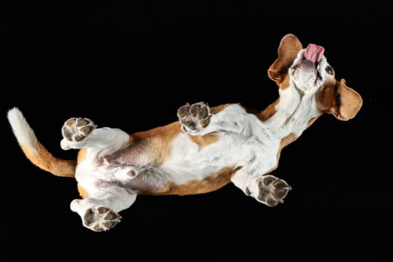 Beagle liegt auf einer Glasplatte und drückt die Pfoten von unten gegen das Glas