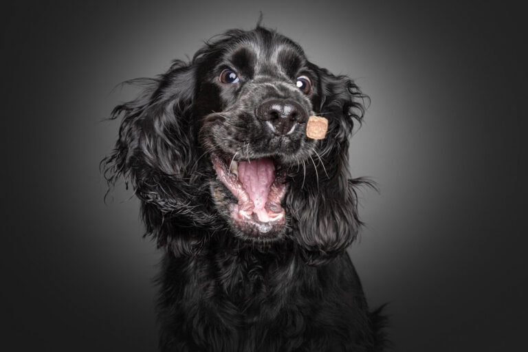 Schwarzer Cocker Spaniel fängt vor dunklem Hintergrund ein Leckerli