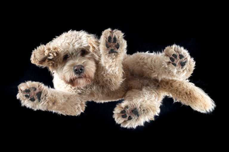 Lockiger heller Hund liegt auf einer Glasplatte und wird vor schwarzem Hintergrund von unten fotografiert