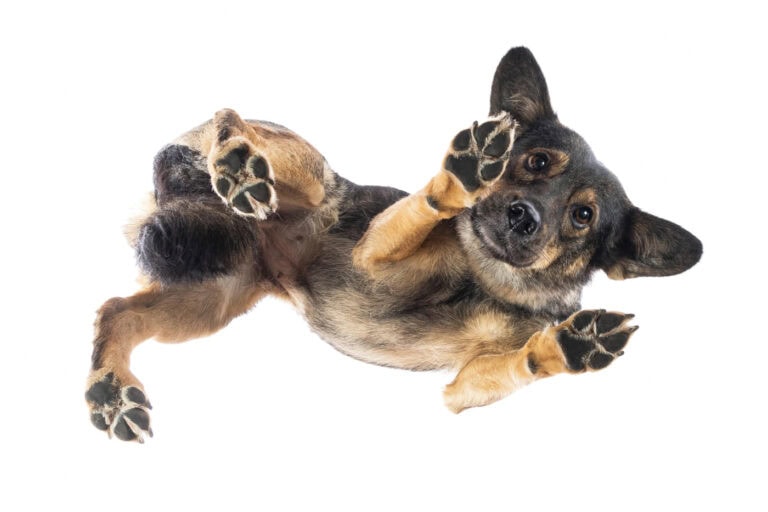Kleiner schwarz-brauner Hund liegt auf einer Glasplatte und wird von unten fotografiert