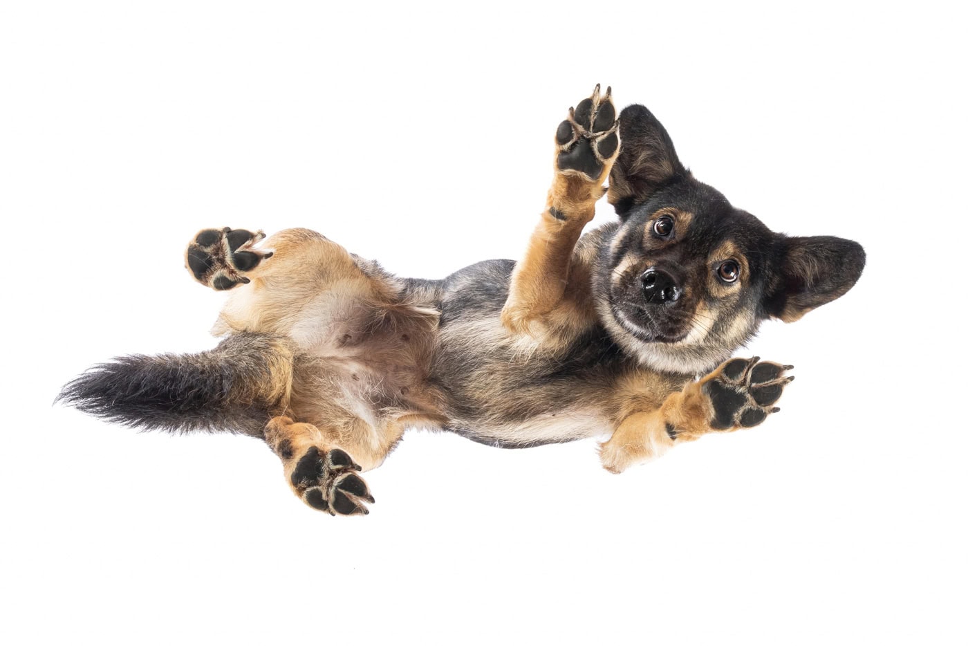 Hund von unten fotografiert auf einer Glasplatte, Nahaufnahme der Pfoten und der Schnauze