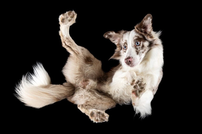 Hell gefleckter Hund von unten durch eine Glasplatte fotografiert, Rute ausgestreckt