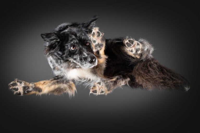 Hund liegt auf einer Glasplatte und wird vor schwarzem Hintergrund von unten fotografiert