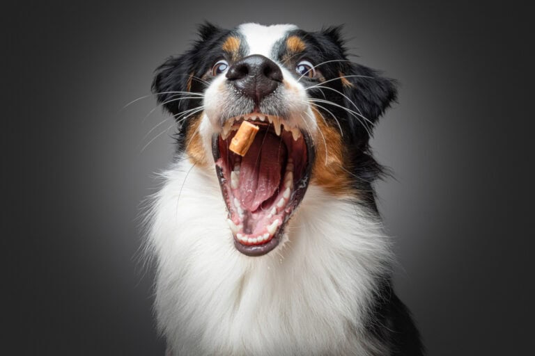 Australian Shepherd fängt frontal ein Leckerli, das Maul weit geöffnet