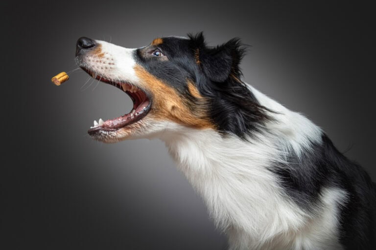 Australian Shepherd schnappt im Profil nach einem fliegenden Leckerli