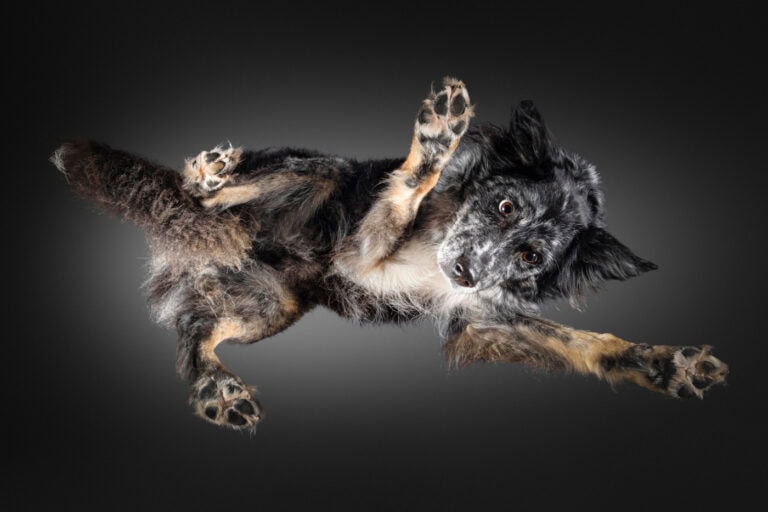 Australian Shepherd liegt auf einer Glasplatte und wird von unten fotografiert