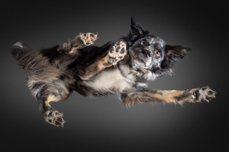 Australian Shepherd drückt die Pfoten von unten gegen eine Glasplatte