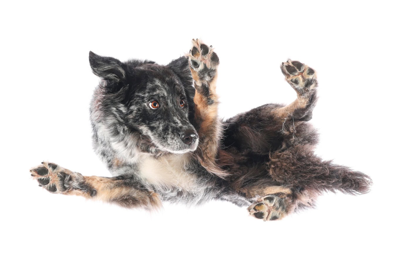 Tierfoto Hund von unten TS146 2