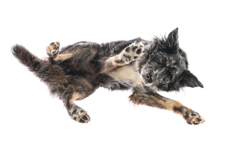 Australian Shepherd von unten durch eine Glasplatte fotografiert, Pfoten gespreizt