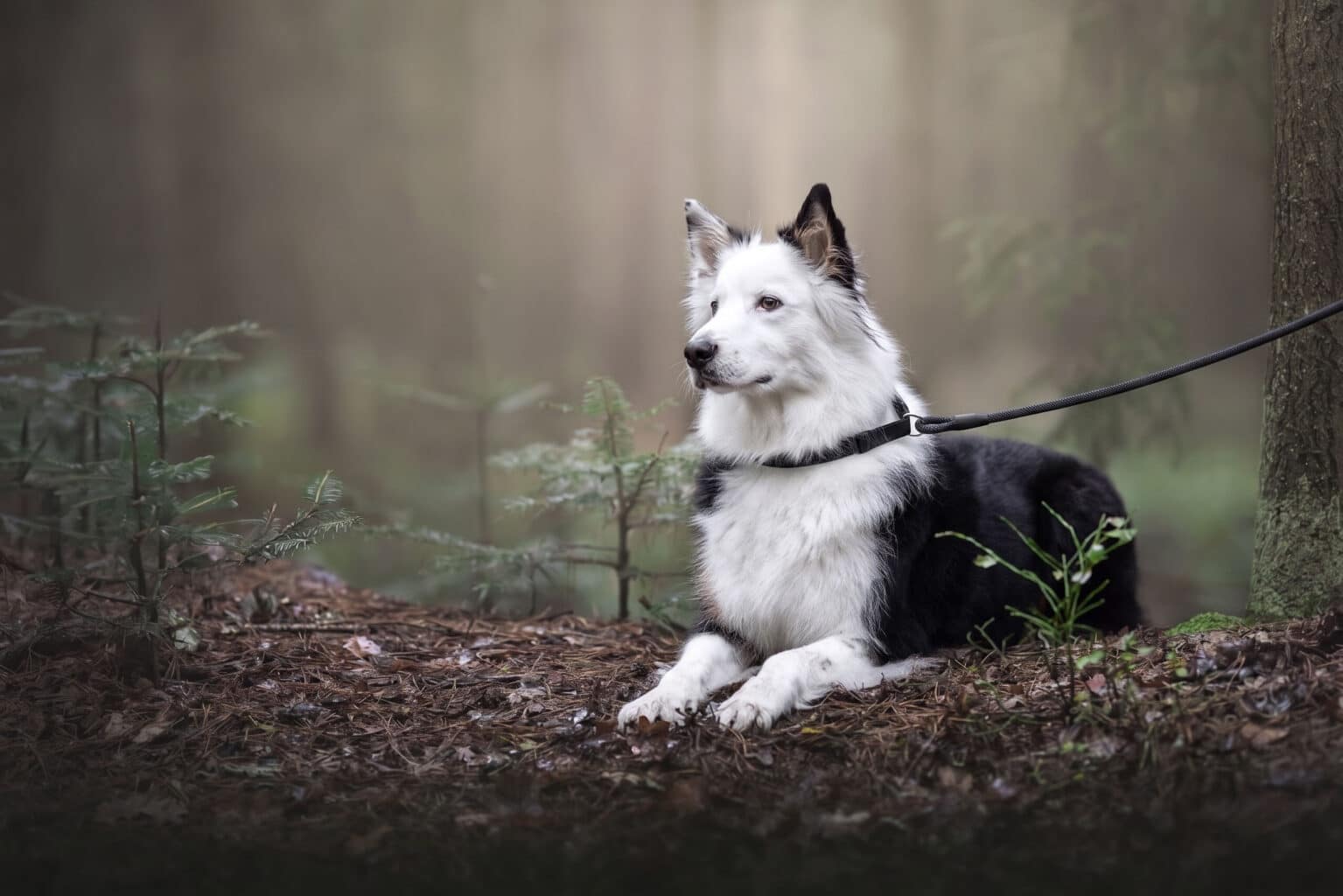 Hund liegt im Wald auf dem Boden der beim Fotoshooting nicht angeleint werden kann. Er hat eine Leine um, die später am Computer entfernt wird.