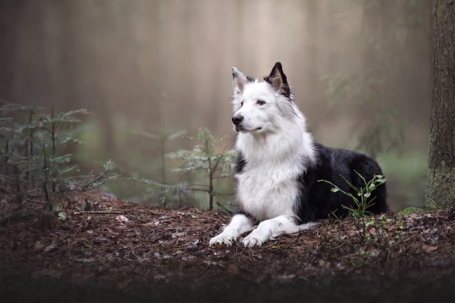 Hund liegt im Wald auf dem Boden der beim Fotoshooting nicht angeleint werden kann. Er hatte eine Leine um, die aber am Computer entfernt wurde