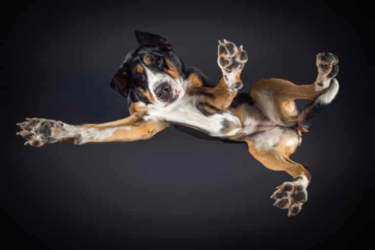 Dreifarbiger Hund von unten durch eine Glasplatte fotografiert, Pfoten ausgestreckt