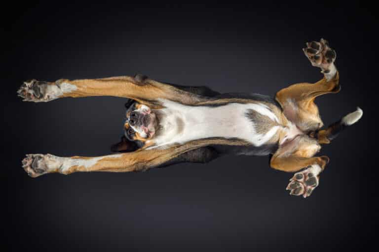 Beagle liegt auf einer Glasplatte, die Ohren hängen seitlich am Glas