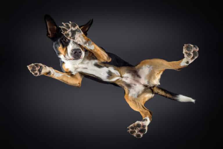 Dreifarbiger Hund liegt auf einer Glasplatte und wird von unten fotografiert