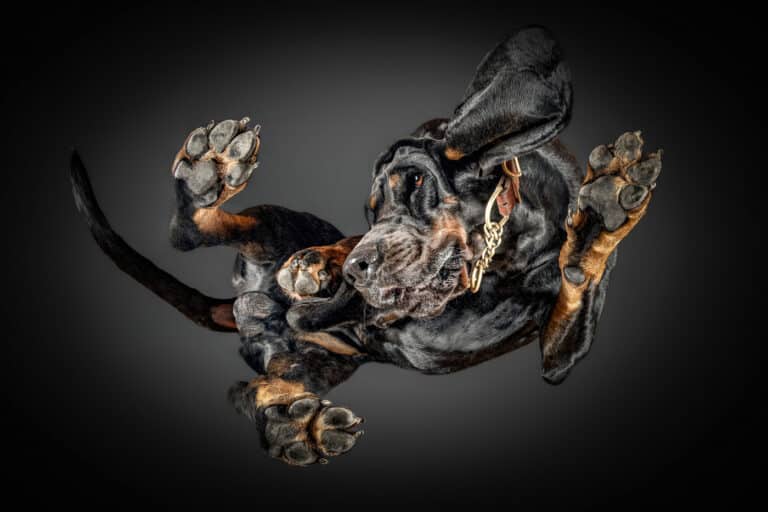 Schwarz-brauner Hund liegt auf einer Glasplatte und wird von unten fotografiert