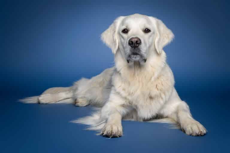 Heller Golden Retriever liegt entspannt vor blauem Hintergrund im Fotostudio