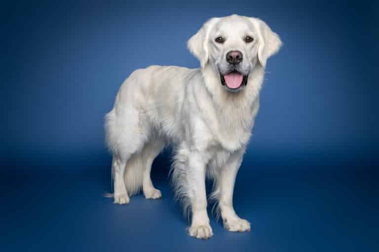Heller Golden Retriever steht im Fotostudio vor blauem Hintergrund