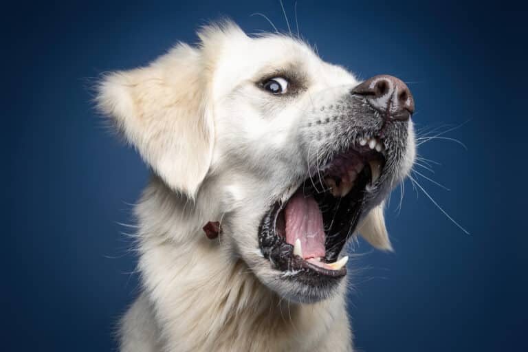 Weißer Hund schnappt vor blauem Hintergrund nach einem Leckerli