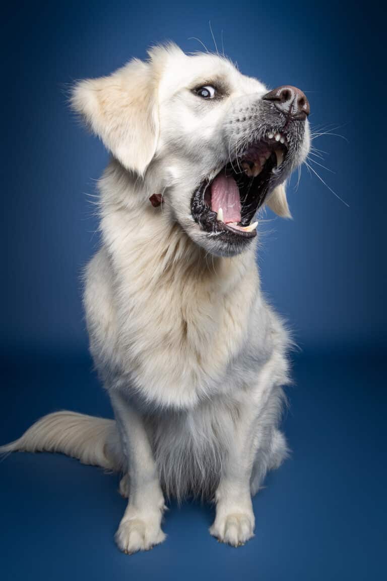 Heller Golden Retriever schnappt vor blauem Hintergrund nach einem Leckerli