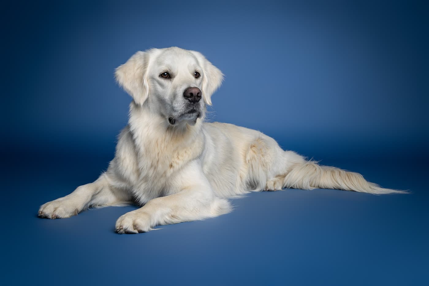 Tierfoto Hund von unten SCHEU0278
