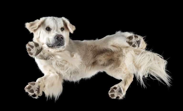 Heller Golden Retriever liegt auf einer Glasplatte und wird von unten fotografiert