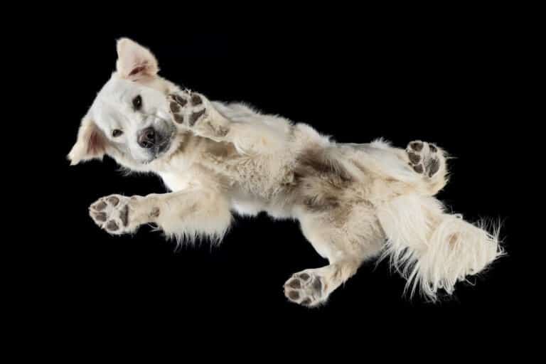 Heller Hund drückt Pfoten und Bauch von unten gegen eine Glasplatte
