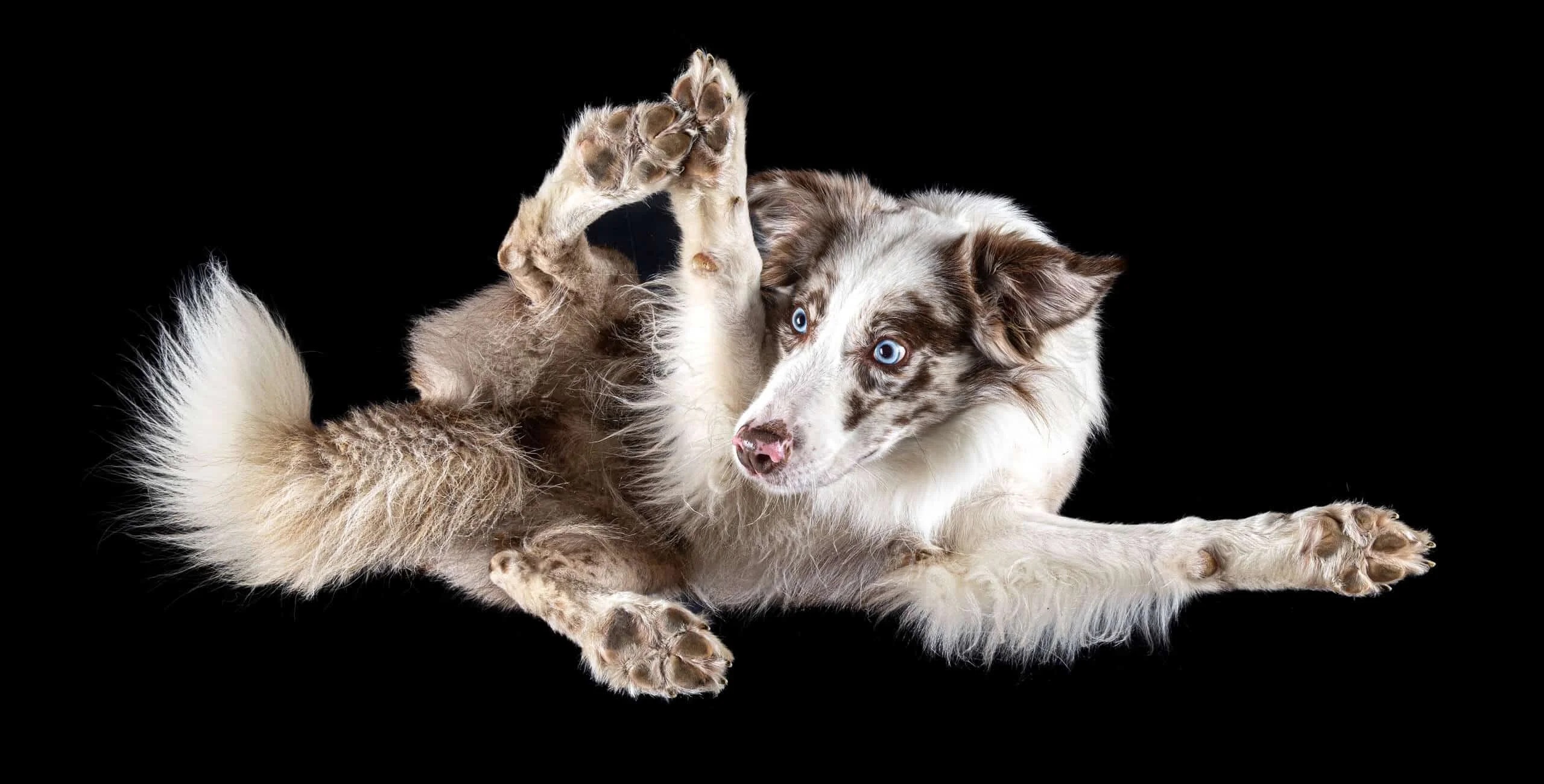Bei diesem Under Dogs | Hunde von Hunden Fotoshooting, liegt ein Australian Shepherd auf einer Glasplatte